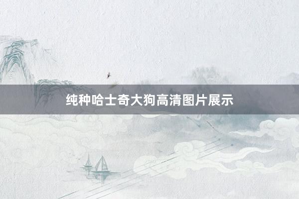 纯种哈士奇大狗高清图片展示